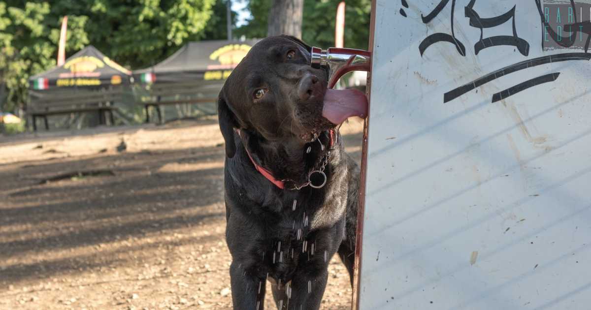 Incompleta a Japigia, trascurata a Libert�, ospitale a Carrassi: lo stato delle 15 aree cani di Bari